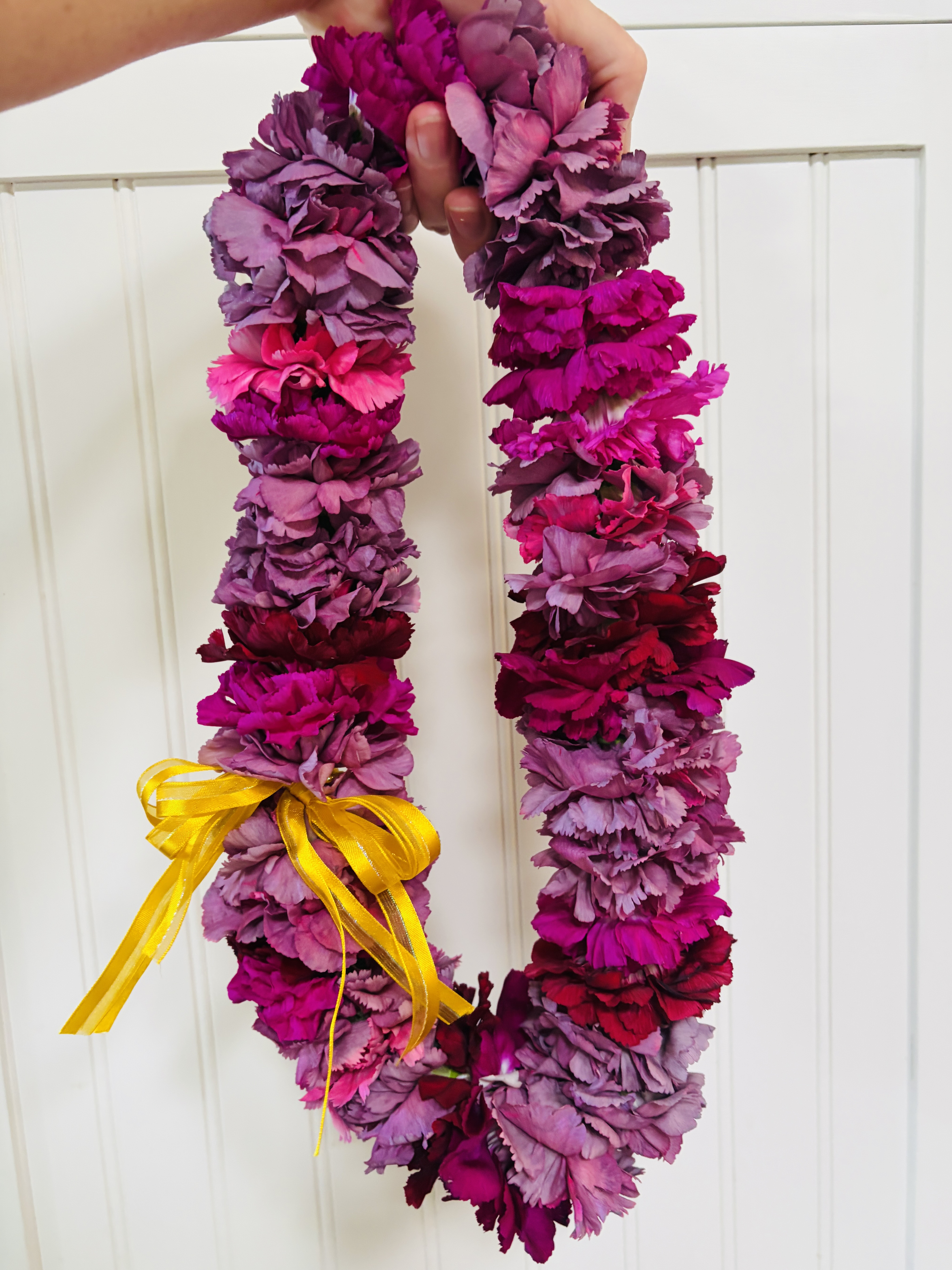 Double Carnation